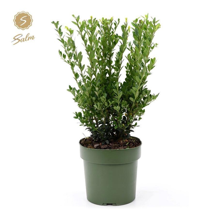 <h4>Ilex crenata 'Jenny'® P21</h4>