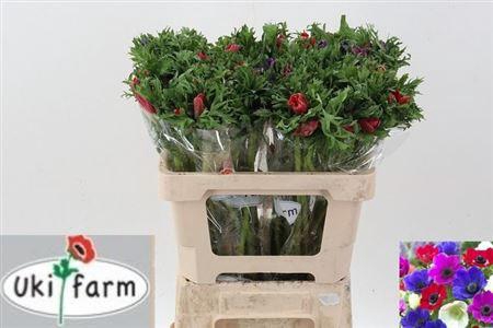 <h4>Anem Gem Bs 55cm</h4>