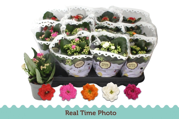 <h4>KAL GE GEM 5 KL</h4>