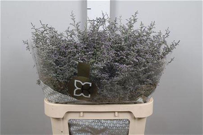 <h4>Lim Misty Blue</h4>