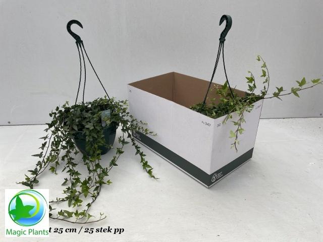 <h4>HED HE SHAMROCK</h4>