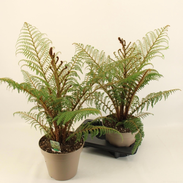 <h4>CYATHEA TOMENTOSISSI</h4>