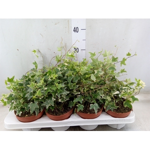 Hedera   ...variegated