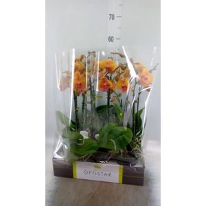 Phalaenopsis   ...orange