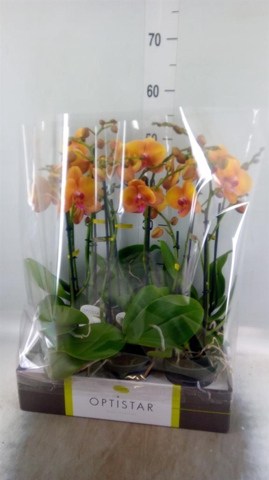 <h4>Phalaenopsis   ...orange</h4>