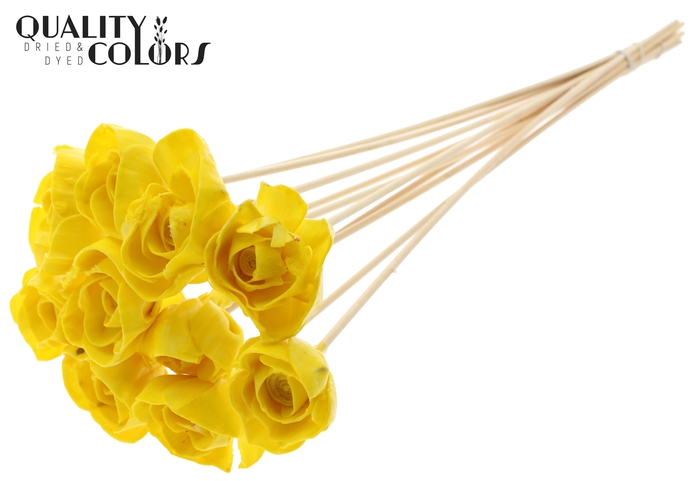 Shola Dear Holly 6cm on stem Wax Yellow