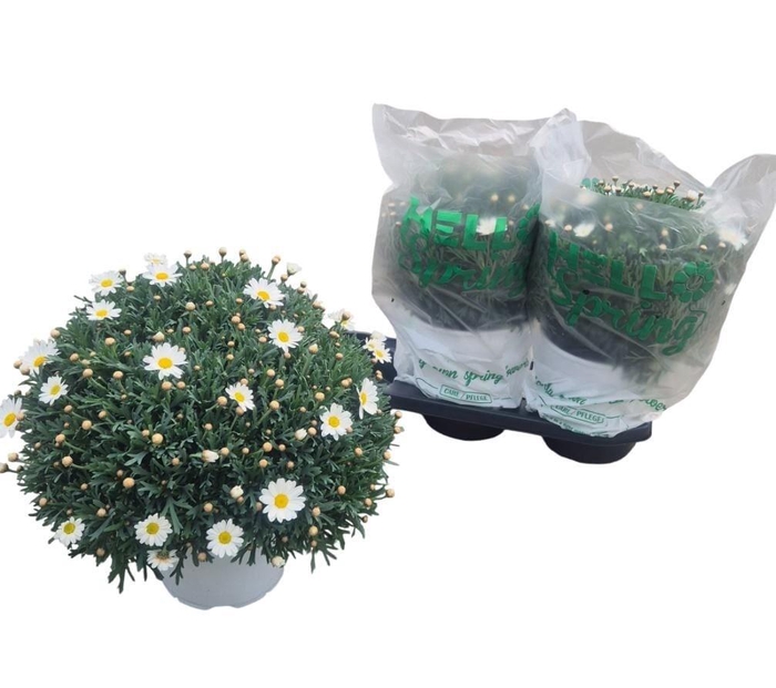 <h4>ARG STELLA 2000</h4>