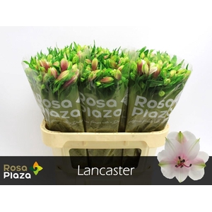 ALSTR LANCASTER