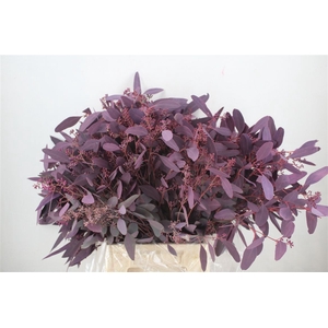 Euca Populus Berry 300gr Abs Lilac P Bunch