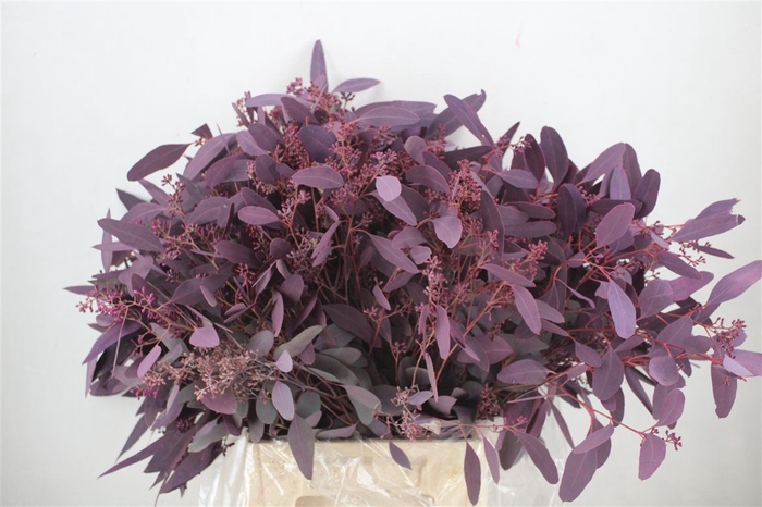 <h4>Euca Populus Berry 300gr Abs Lilac P Bunch</h4>