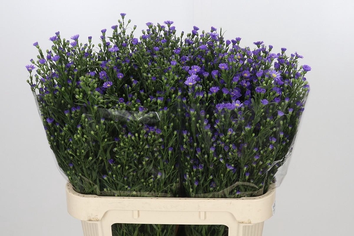<h4>Aster Casamare</h4>