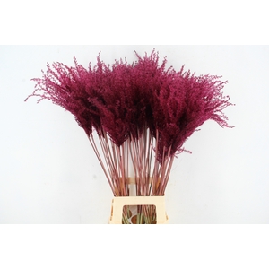 DF Miscanthus 90cm Bordeaux