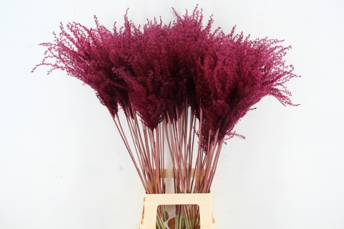 <h4>DF Miscanthus 90cm Bordeaux</h4>