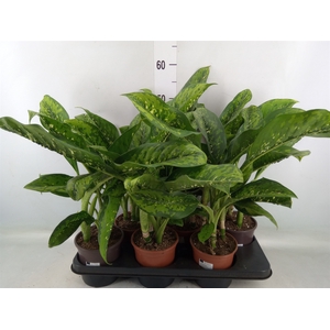 Dieffenbachia  'Crocodile'