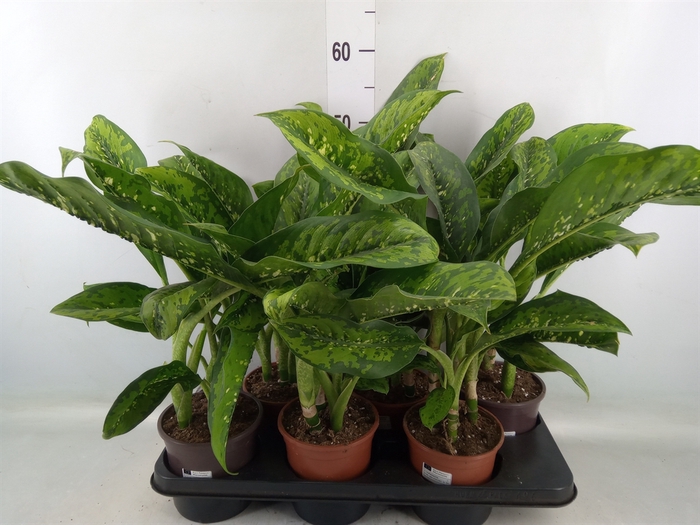 <h4>Dieffenbachia  'Crocodile'</h4>