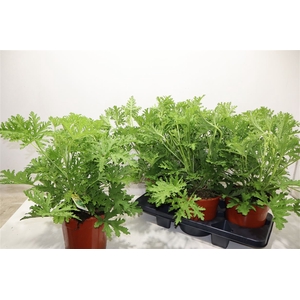 Pel Grav Lemon Tree