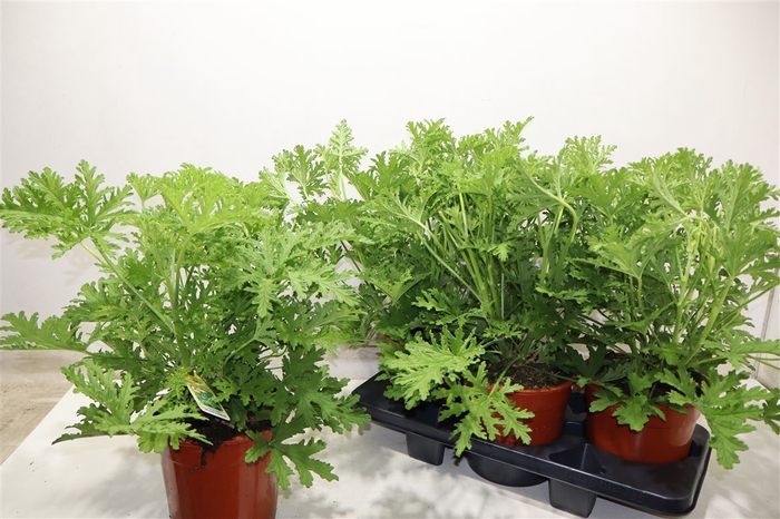 <h4>Pel Grav Lemon Tree</h4>