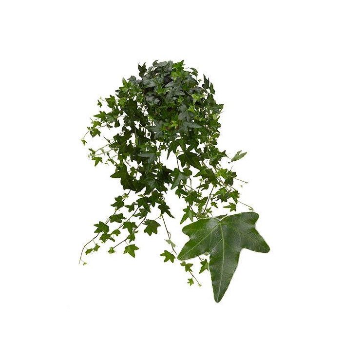 <h4>Jacobine 13cm</h4>