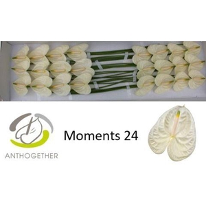 Anthurium Moments