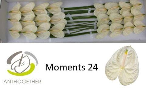 <h4>Anthurium Moments</h4>