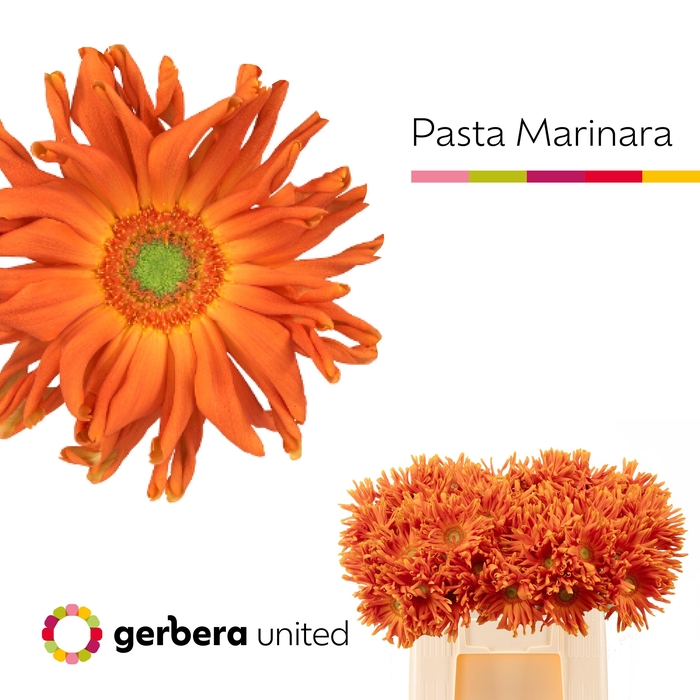 <h4>Ge Kv Pasta Marinara</h4>