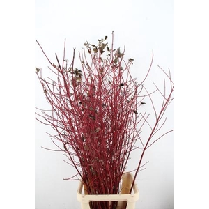 CORNUS ALBA SIBIRICA VERTAKT 160CM