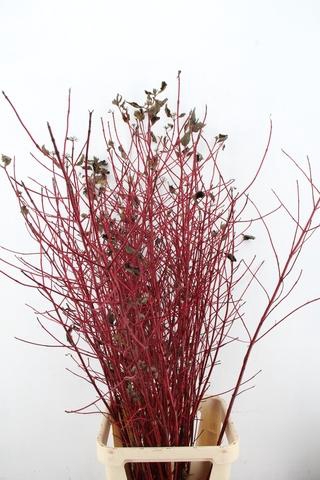 <h4>CORNUS ALBA SIBIRICA VERTAKT 160CM</h4>