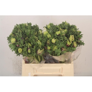 Anemone Galil Pastel