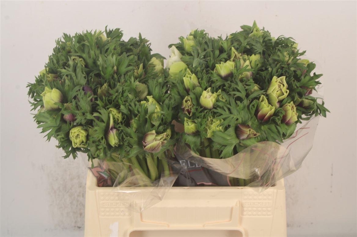 <h4>Anemone Galil Pastel</h4>