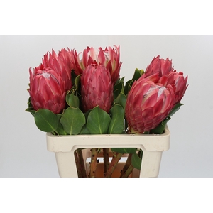 Protea Cynaroides Red Rex