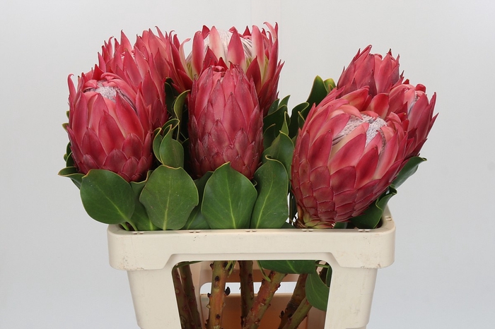 Protea Cynaroides Red Rex