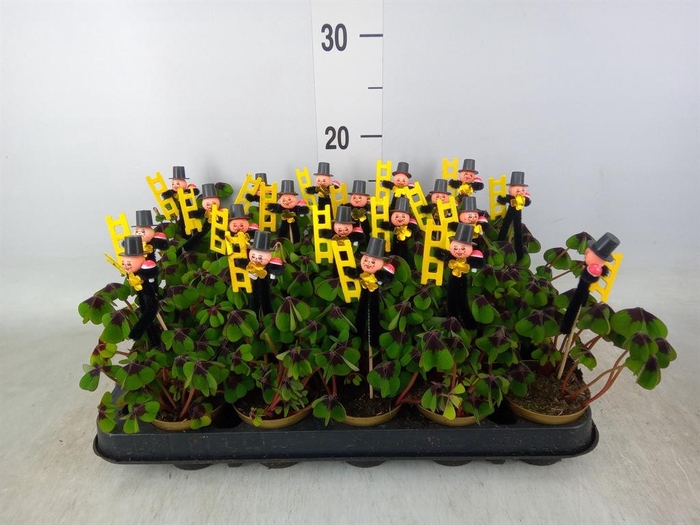 <h4>Oxalis deppei</h4>