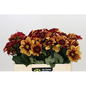 Dahlia Creme De Cognac