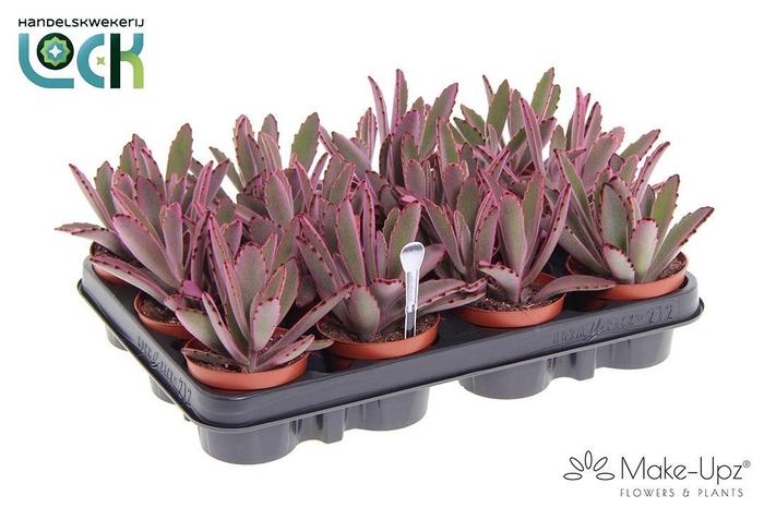 <h4>Kalanchoe Tomentosa Make Upz Roze</h4>