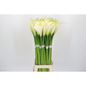 Zantedeschia Eydolls White