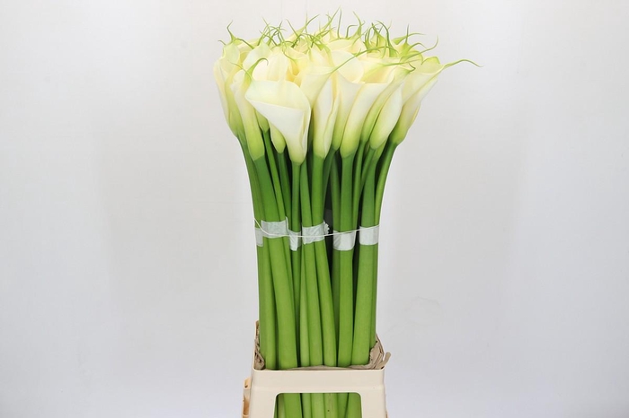 <h4>Zantedeschia Eydolls White</h4>