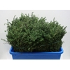 THYMUS 200