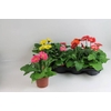 GERBERA MINI MIX