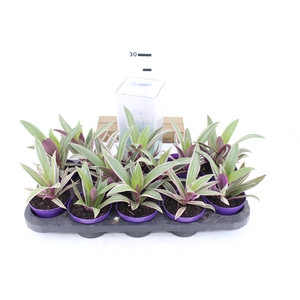 TRADESCANTIA SPATHACEA P11