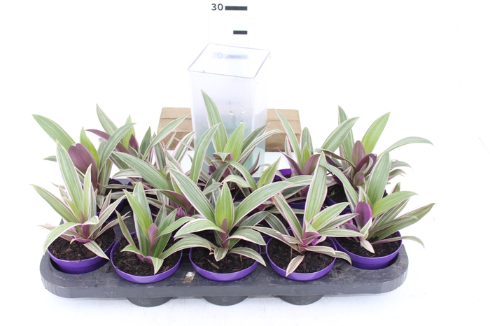 TRADESCANTIA SPATHACEA P11