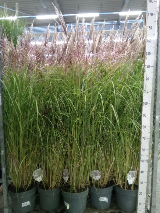 <h4>Miscanthus sin. 'Red Chief'</h4>