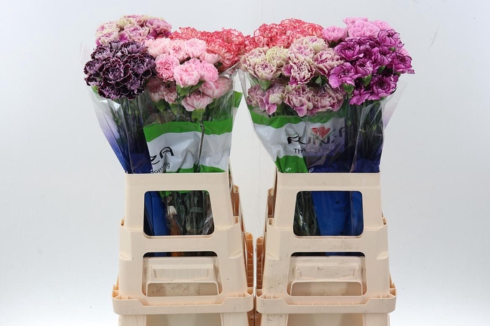 <h4>Di St Gem in fust</h4>