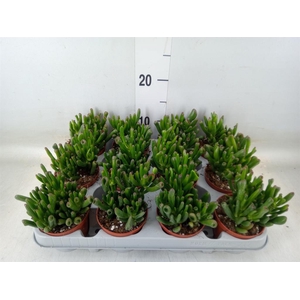 Crassula ovata 'Gollum'