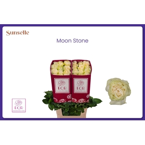 R GR MOONSTONE