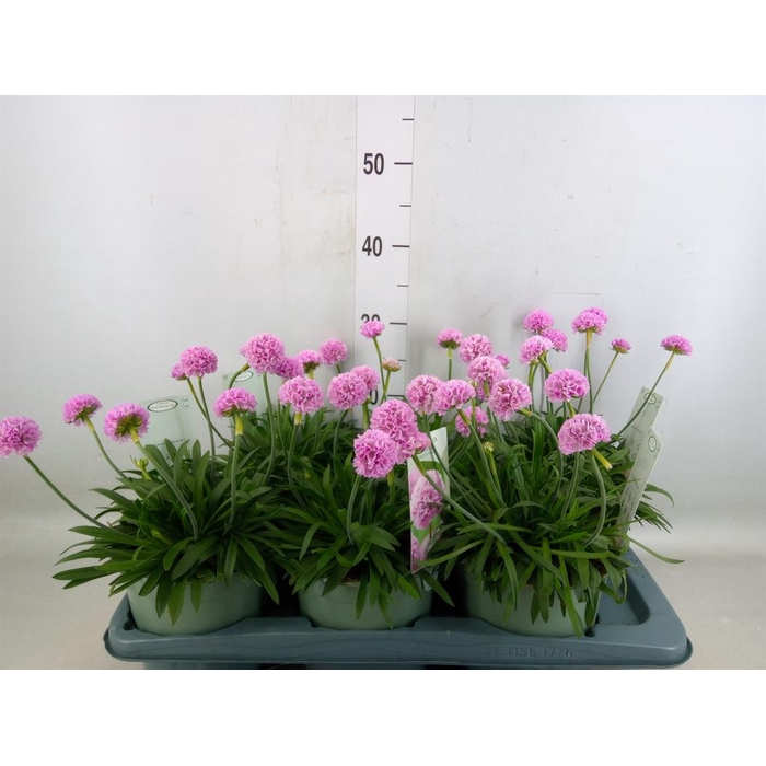 <h4>Armeria pseud. 'Dreameria Sweet Dr'</h4>