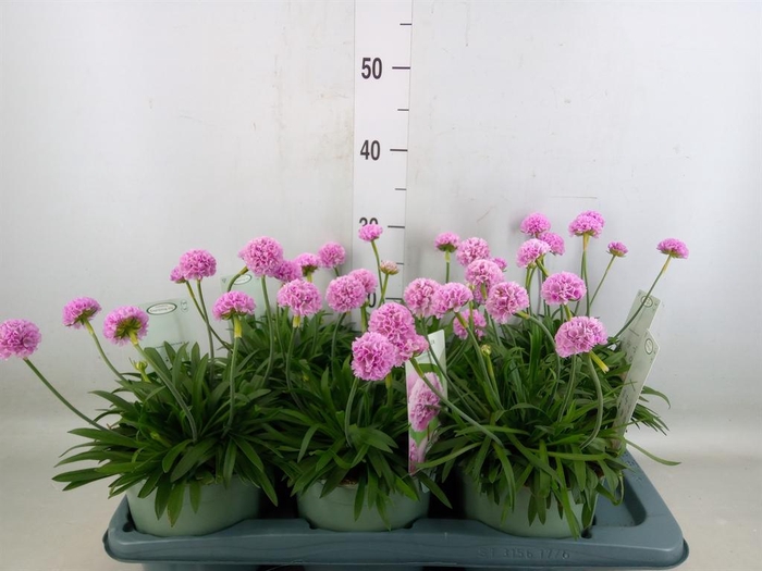 <h4>Armeria pseud. 'Dreameria Sweet Dr'</h4>