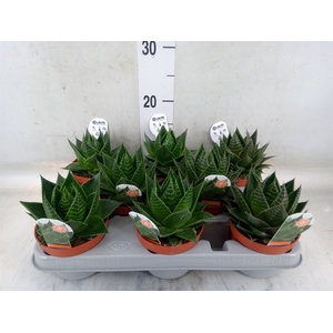 Aloe aristata 'Cosmo'