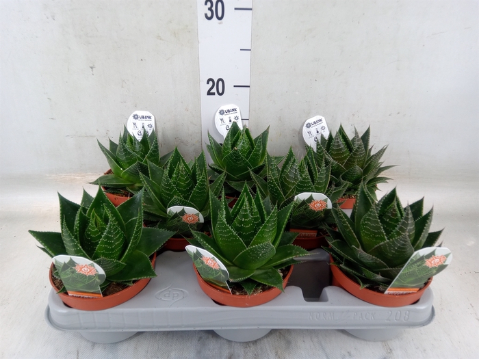 <h4>Aloe aristata 'Cosmo'</h4>