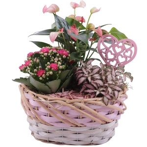 Mothersday Arr. Indoor Willow Basket Oval Threetone Ø22cm 3PP