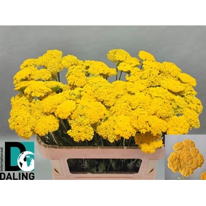 Achillea F Park Variety